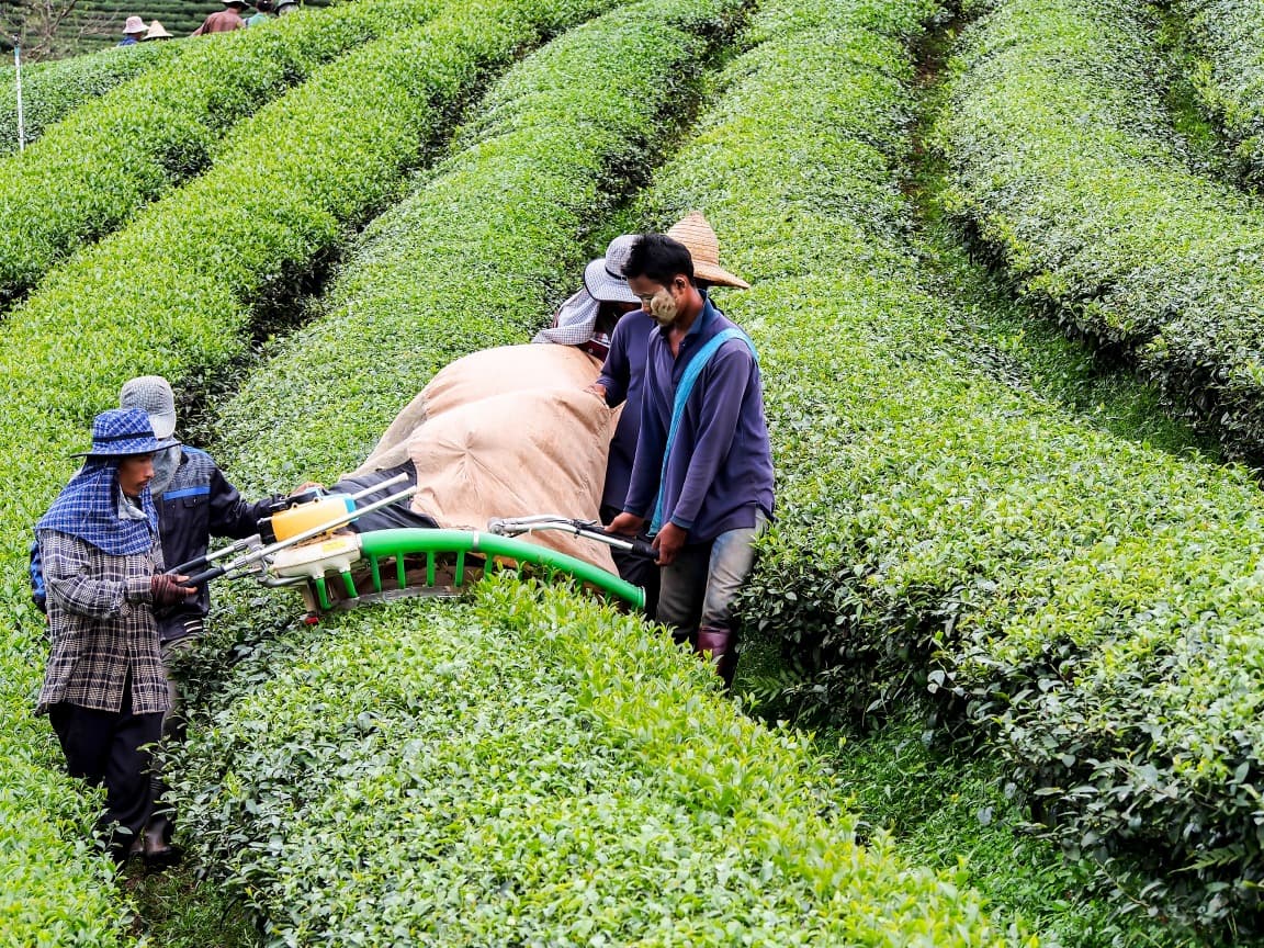 Mae Salong Tea Plantation